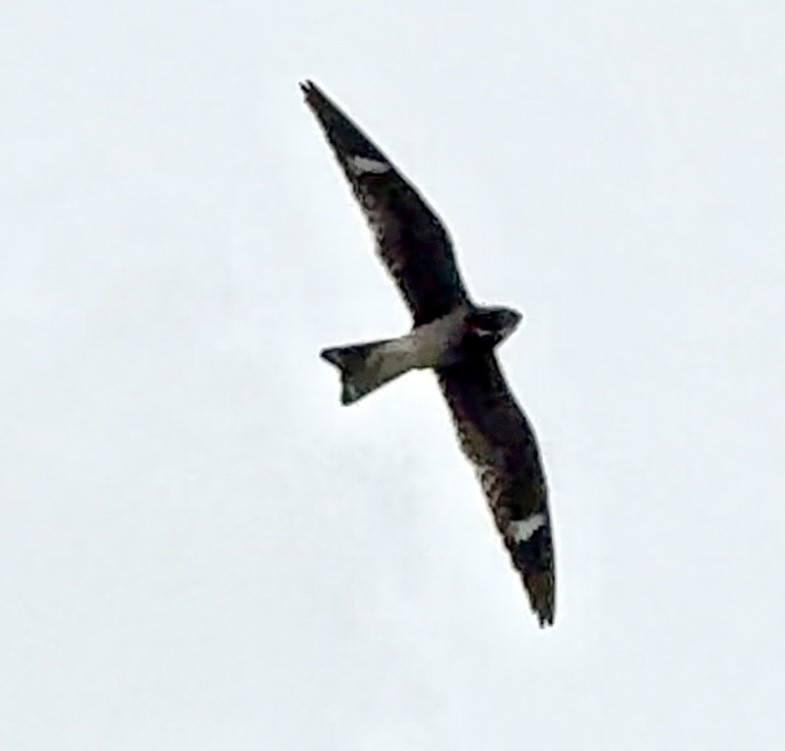 Common Nighthawk - ML635563359