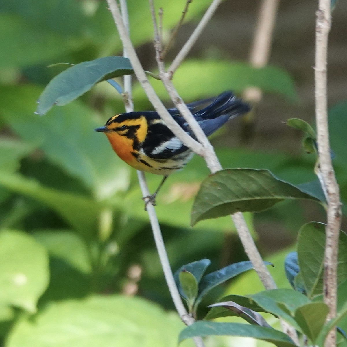 lesňáček jedlovcový - ML635563370