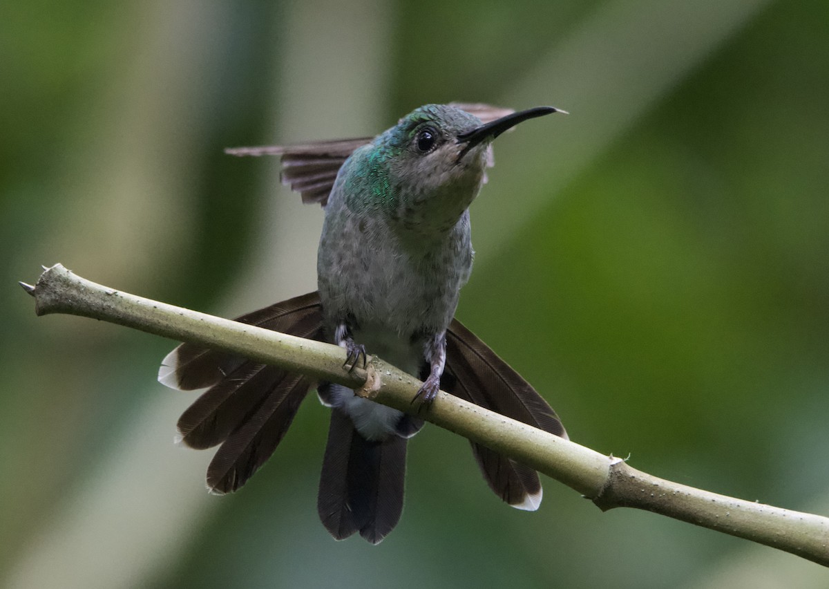 Colibri de Buffon - ML635563388
