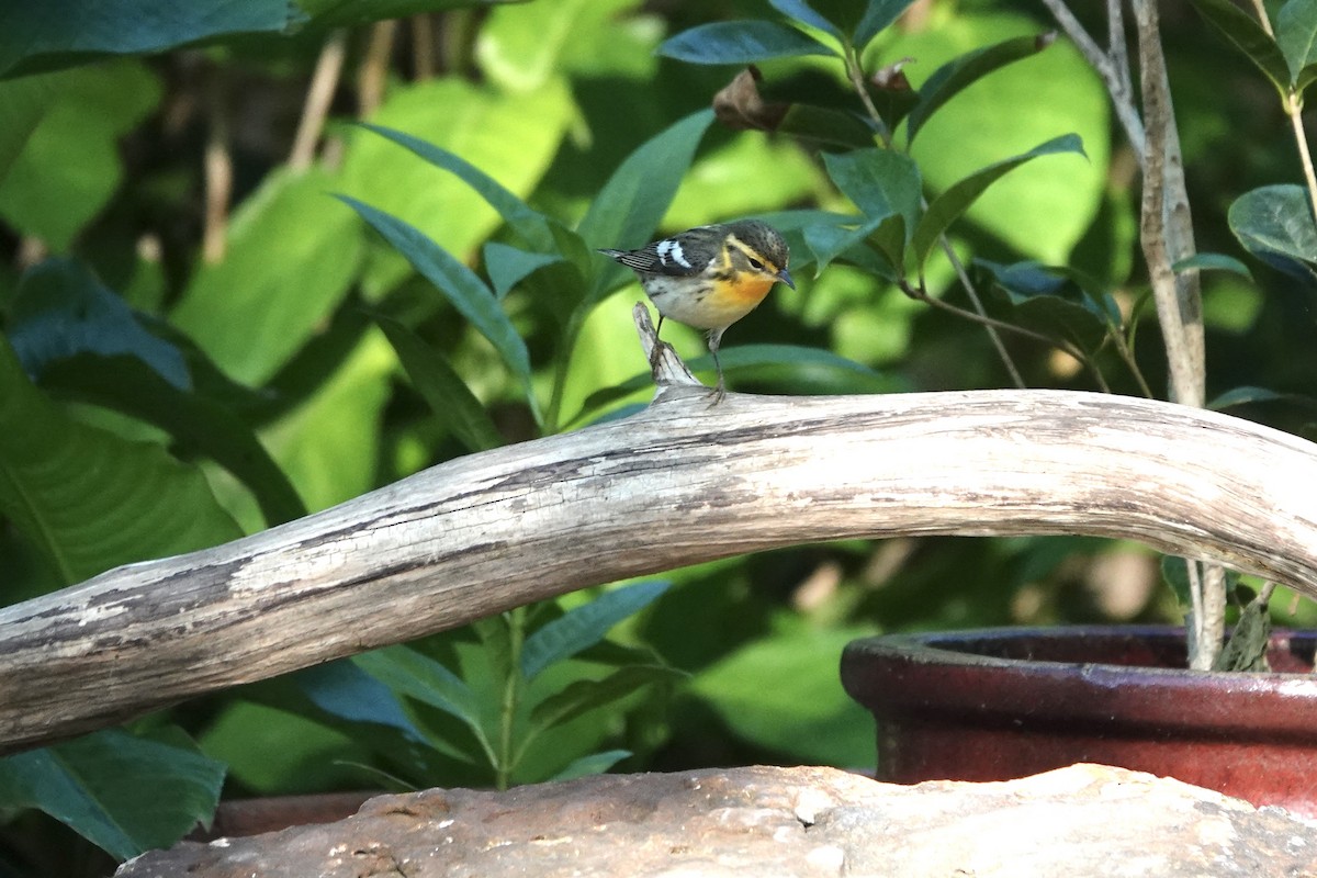 lesňáček jedlovcový - ML635563391