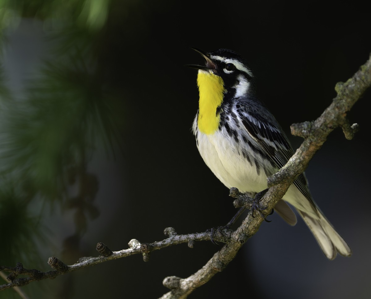 Yellow-throated Warbler - ML635563403