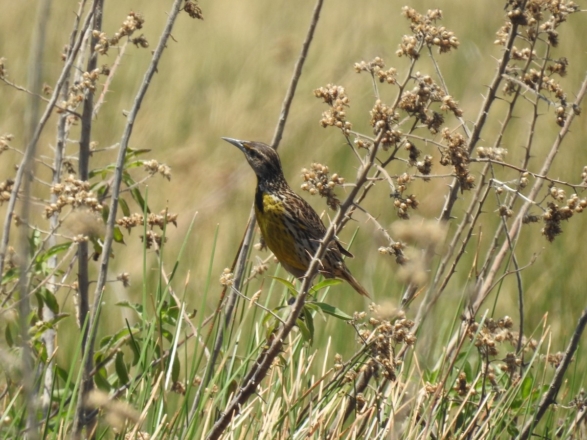 Eastern Meadowlark - ML635563423