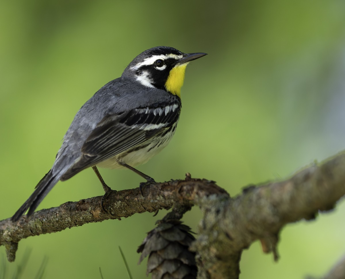 Yellow-throated Warbler - ML635563434