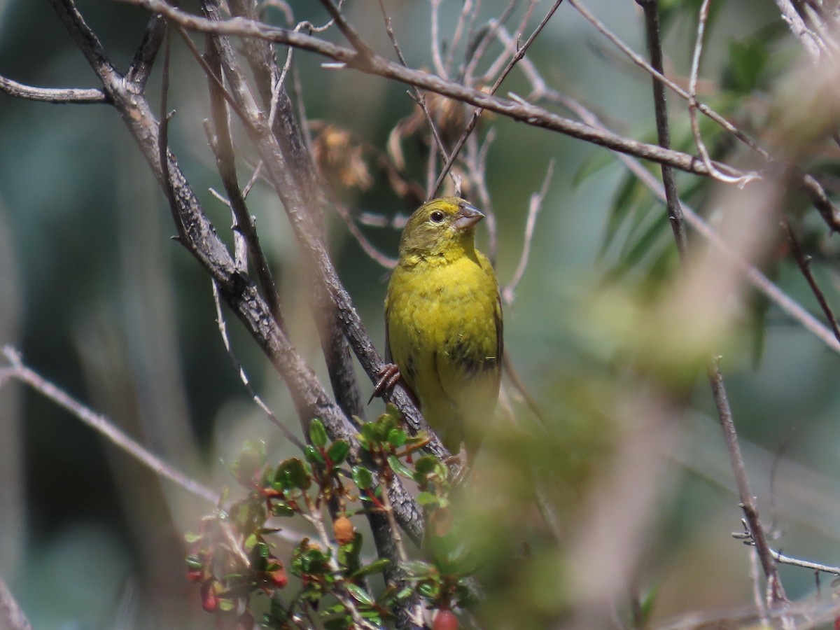 Greenish Yellow-Finch - ML635563474