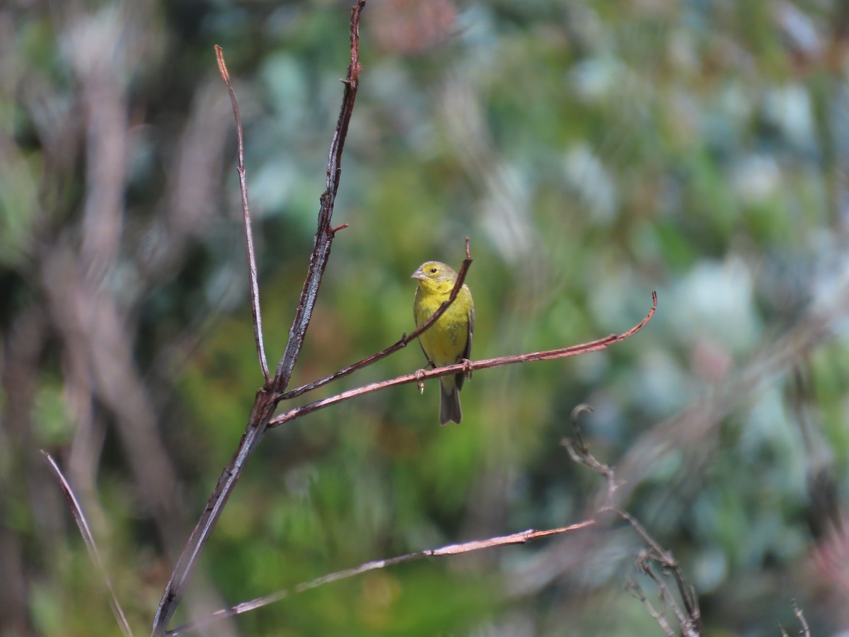 Greenish Yellow-Finch - ML635563478
