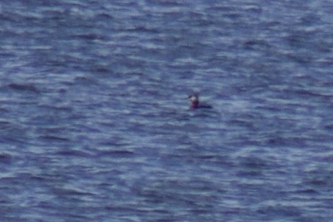 Red-necked Grebe - ML635563509