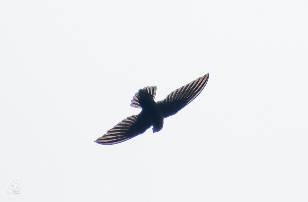 Sick's Swift - ML635563549