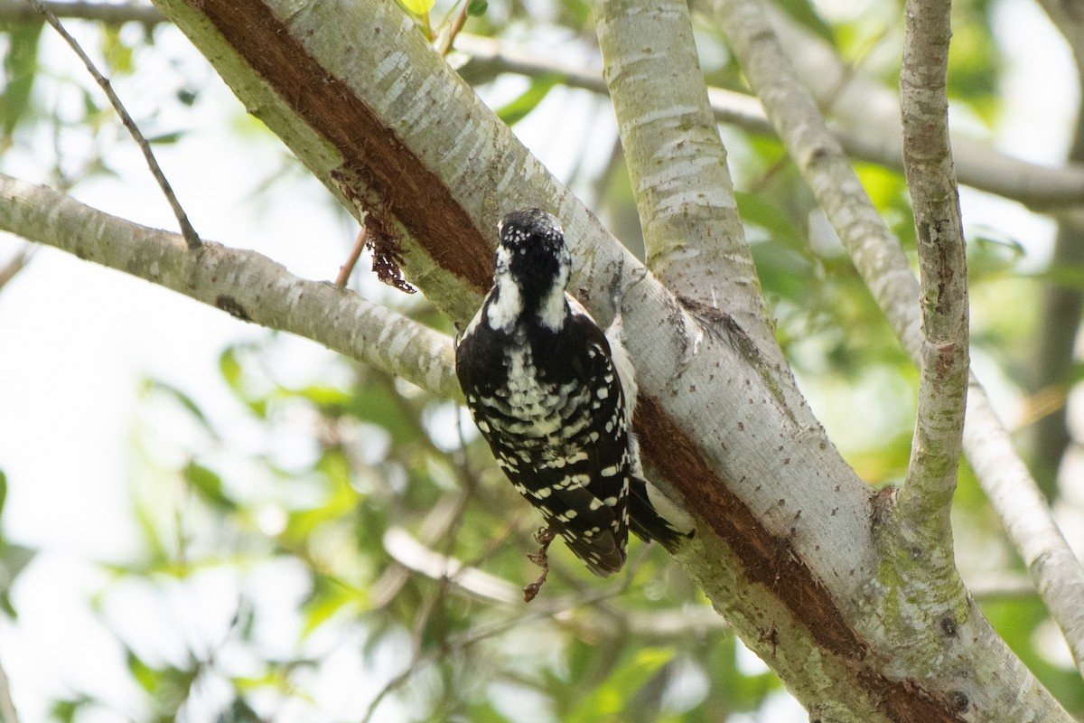 Downy x Nuttall's Woodpecker (hybrid) - ML635563553
