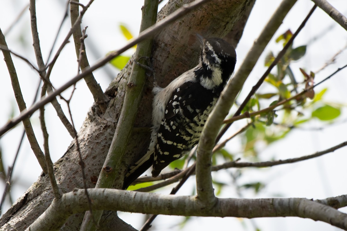 Downy x Nuttall's Woodpecker (hybrid) - ML635563555