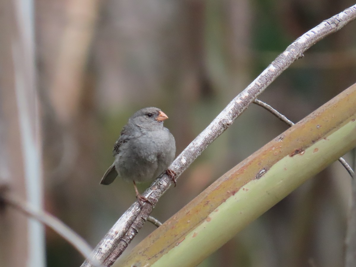 Plain-colored Seedeater - ML635563561