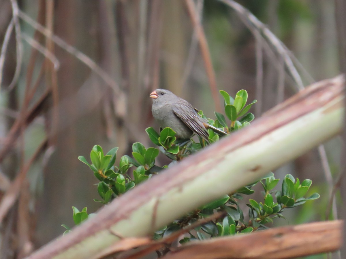 Plain-colored Seedeater - ML635563563