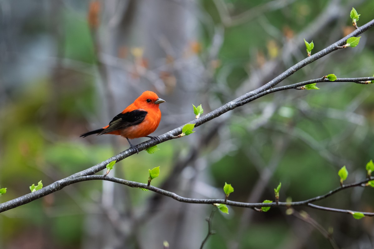 Scarlet Tanager - ML635563579
