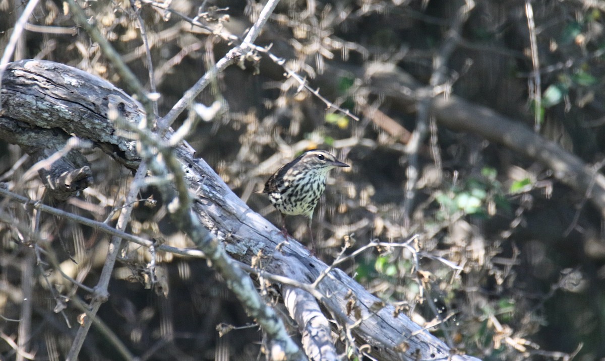 Northern Waterthrush - ML635563597