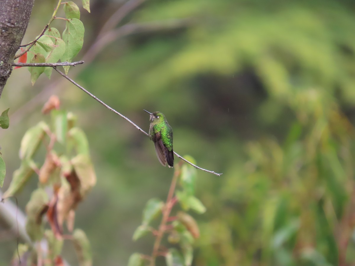 Tyrian Metaltail - ML635563620