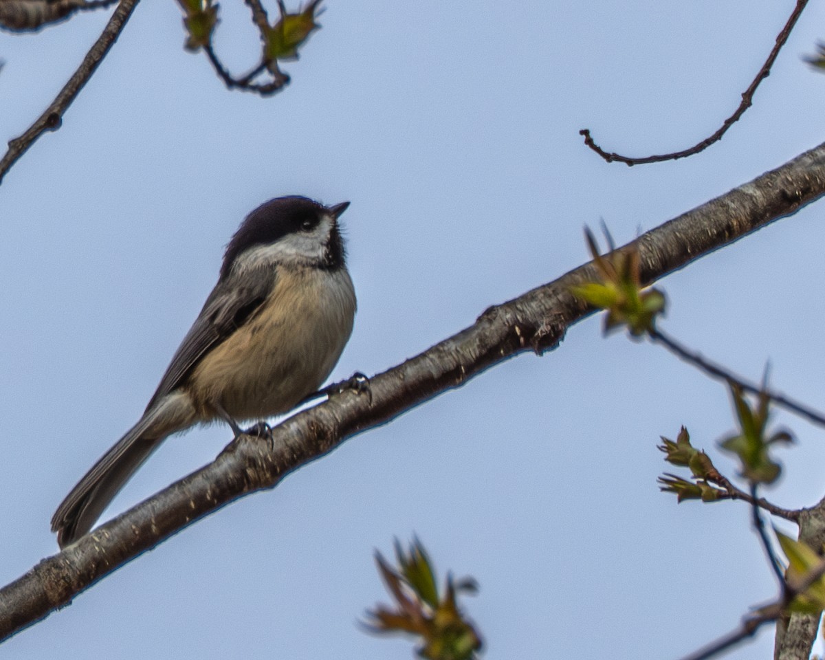Carolina Chickadee - ML635563642