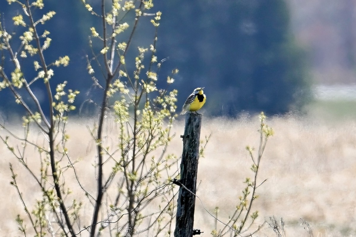 Eastern Meadowlark - ML635563672