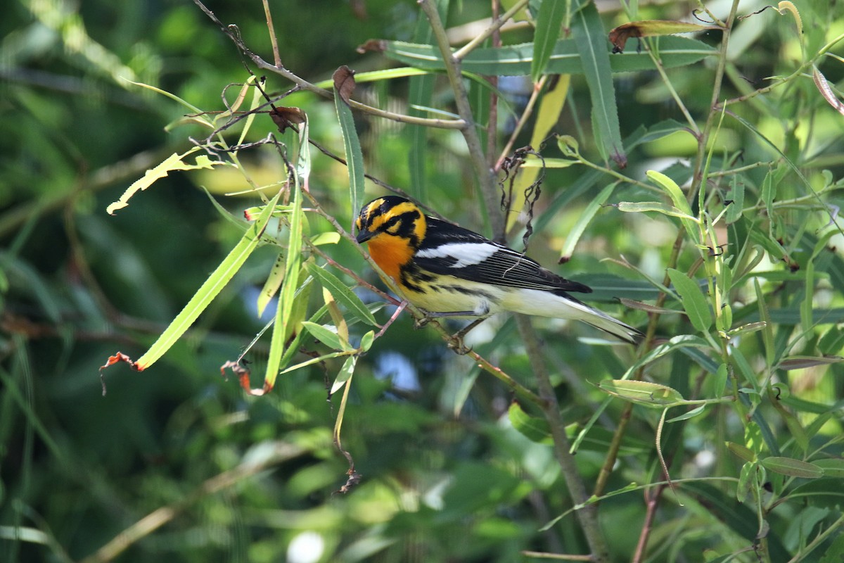 Blackburnian Warbler - ML635563674