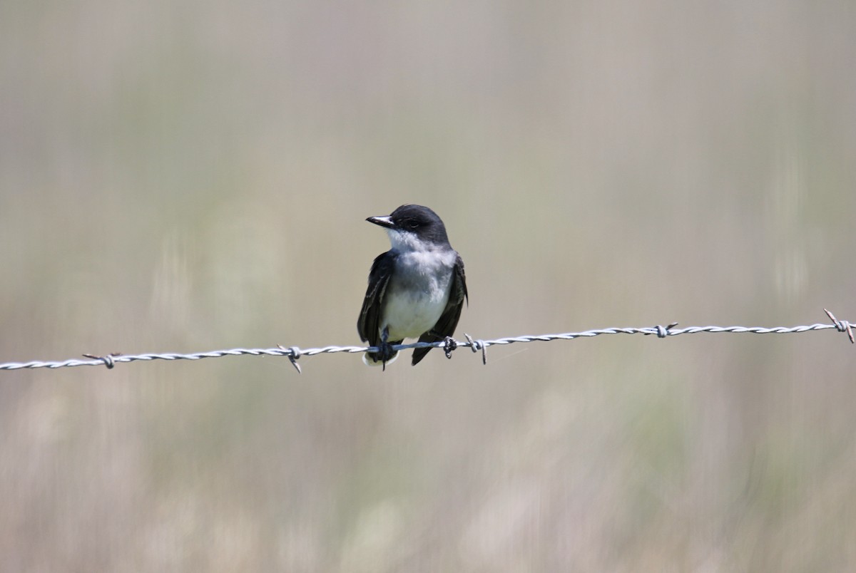 Eastern Kingbird - ML635563723