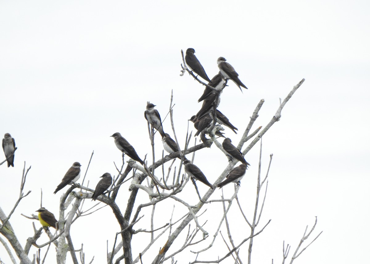 White-winged Swallow - ML635563765