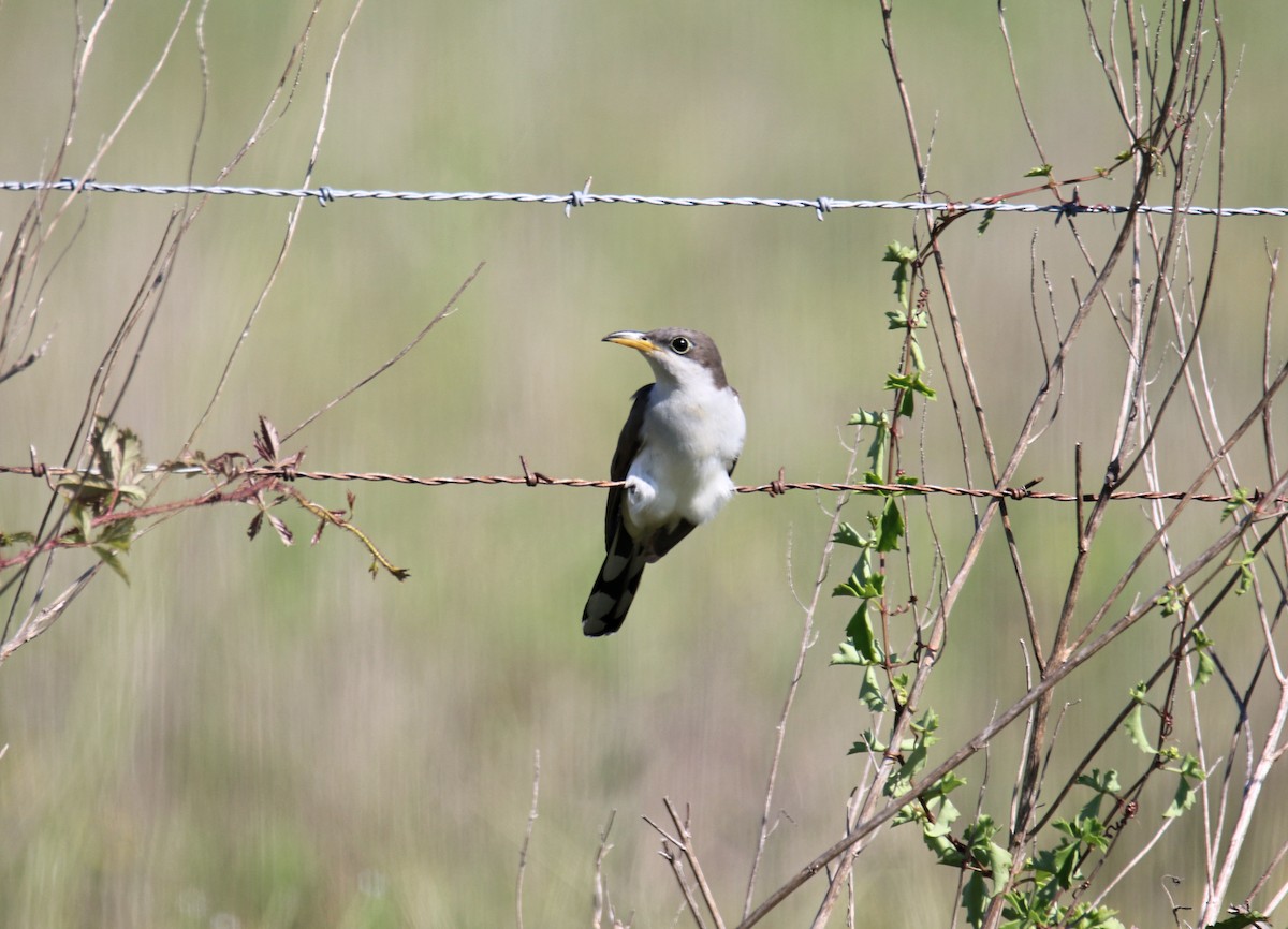 Yellow-billed Cuckoo - ML635563771