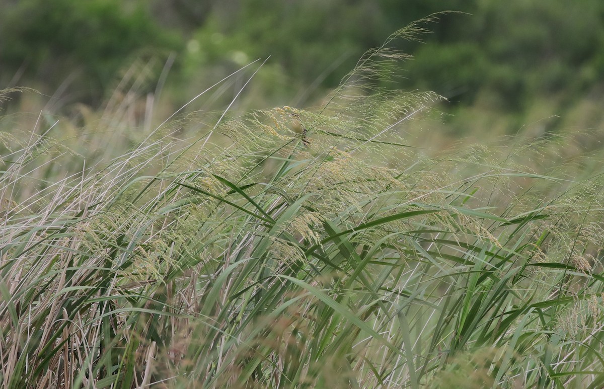Bobolink - ML635563792
