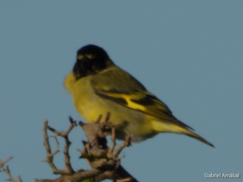 Hooded Siskin - ML635563805