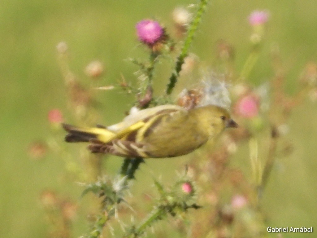 Hooded Siskin - ML635563807