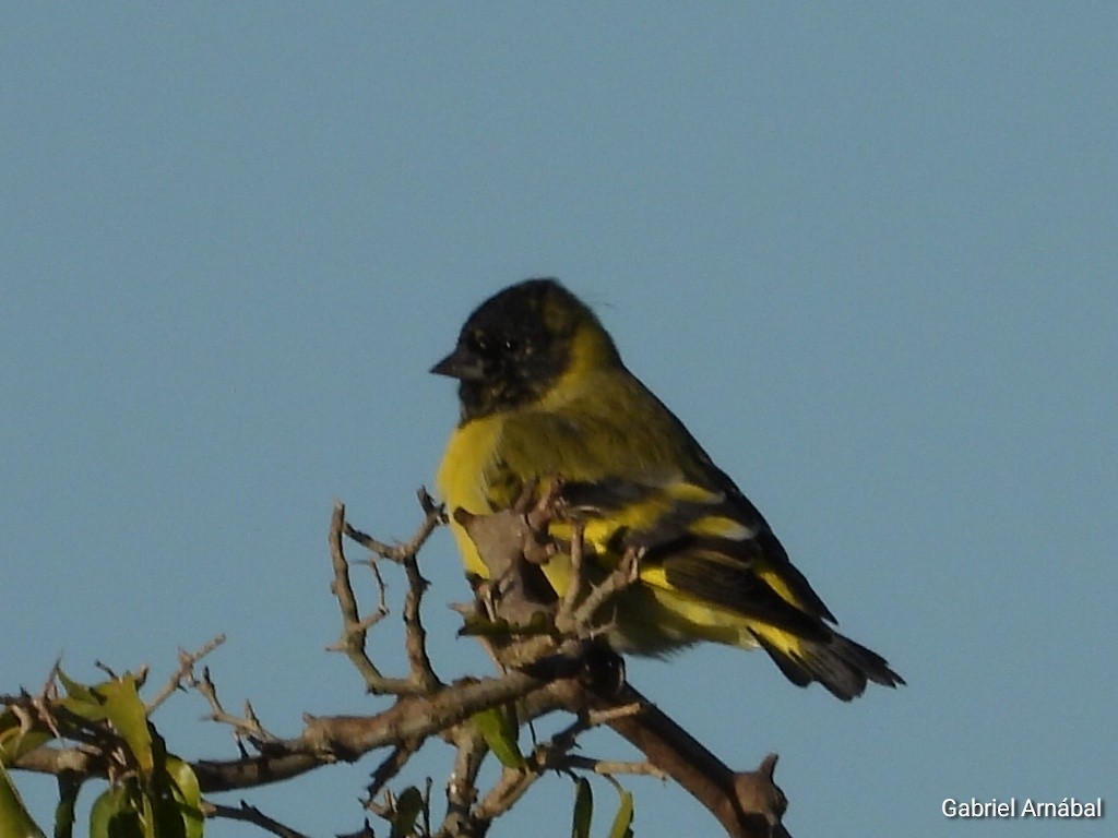 Hooded Siskin - ML635563808