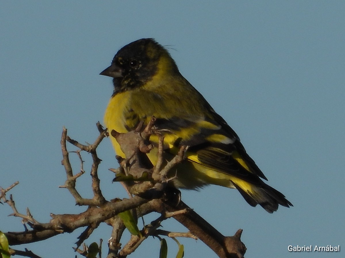Hooded Siskin - ML635563809