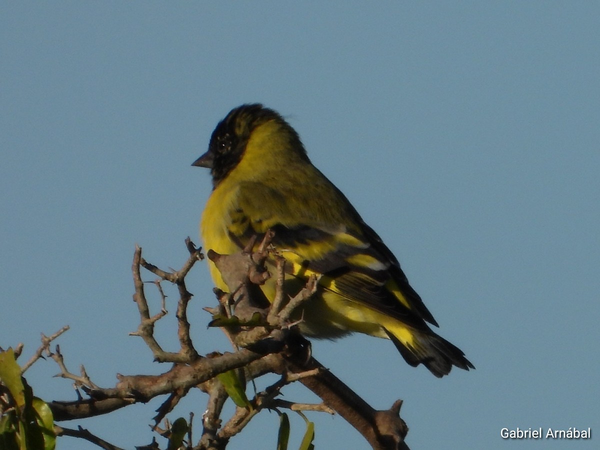 Hooded Siskin - ML635563810