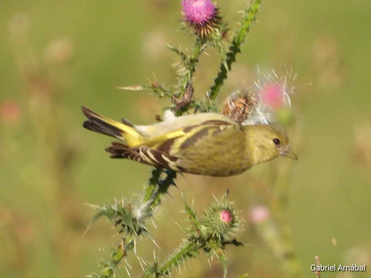 Hooded Siskin - ML635563812