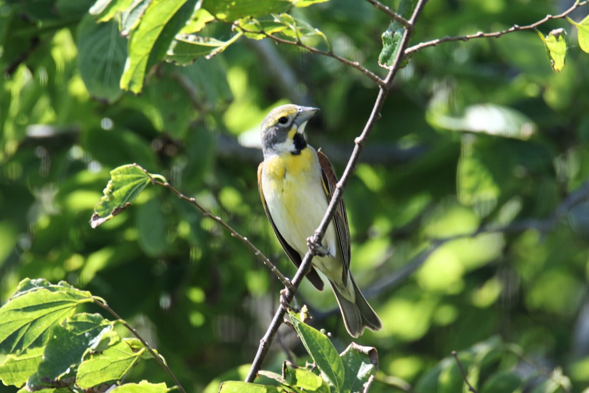 Dickcissel - ML635563824