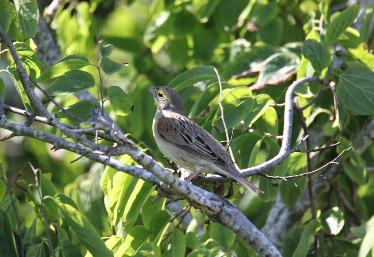 Dickcissel - ML635563825