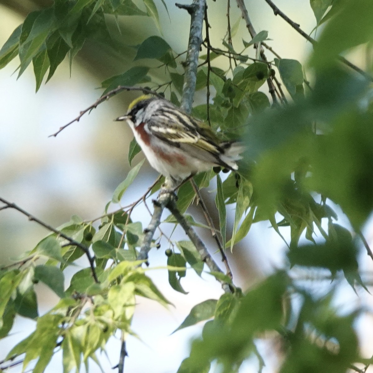 lesňáček rezavoboký - ML635563871