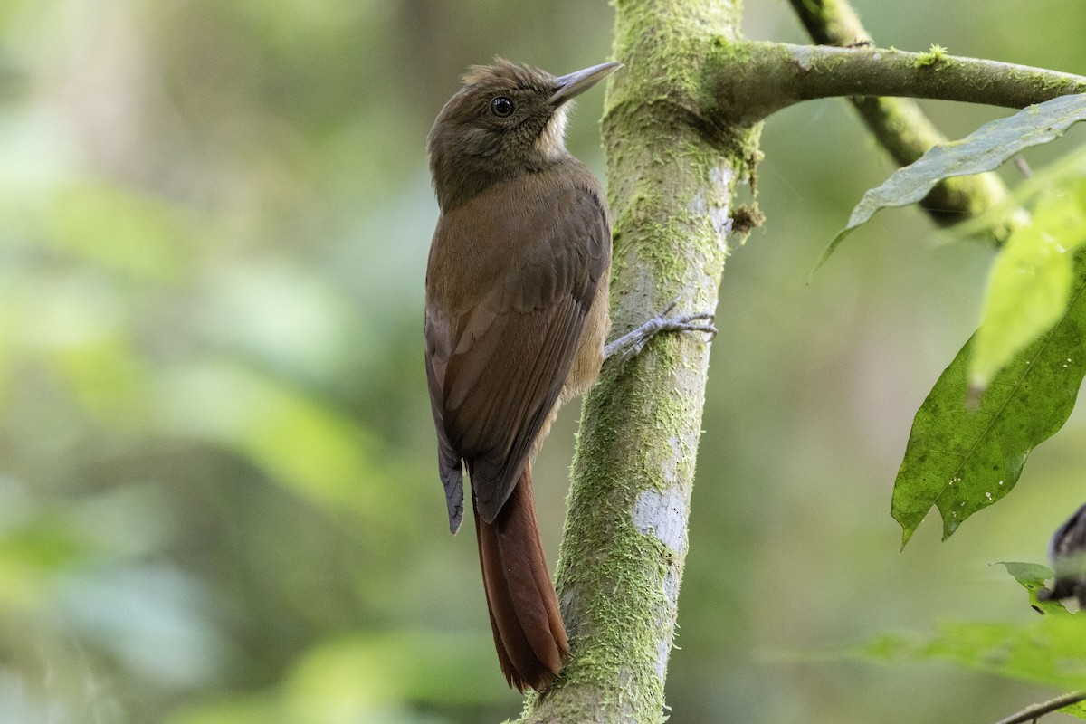 Plain-winged Woodcreeper (Plain-winged) - ML635563918