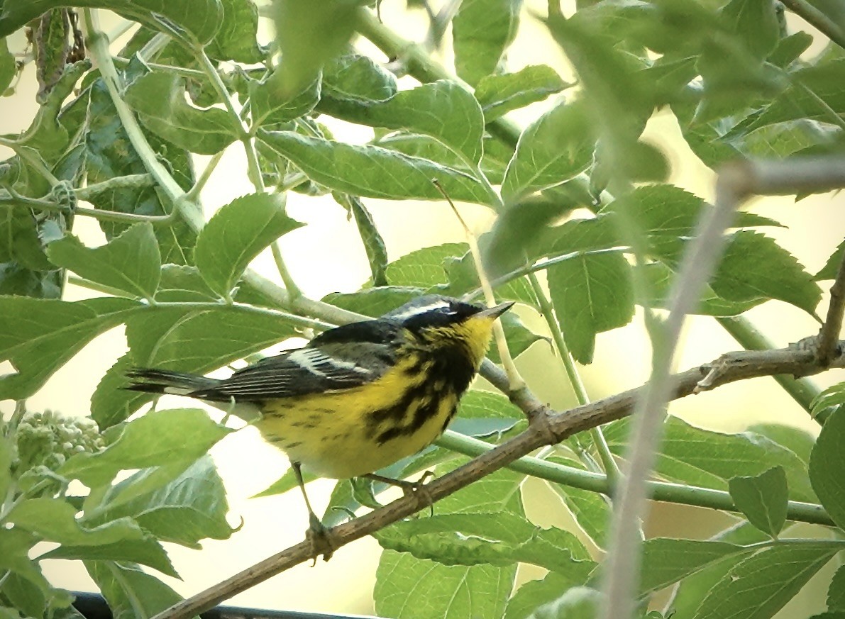 lesňáček tajgový - ML635563929