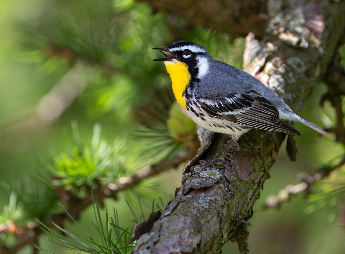 Yellow-throated Warbler - ML635563945