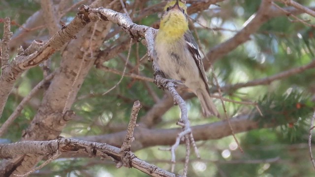 Olive Warbler - ML635564039