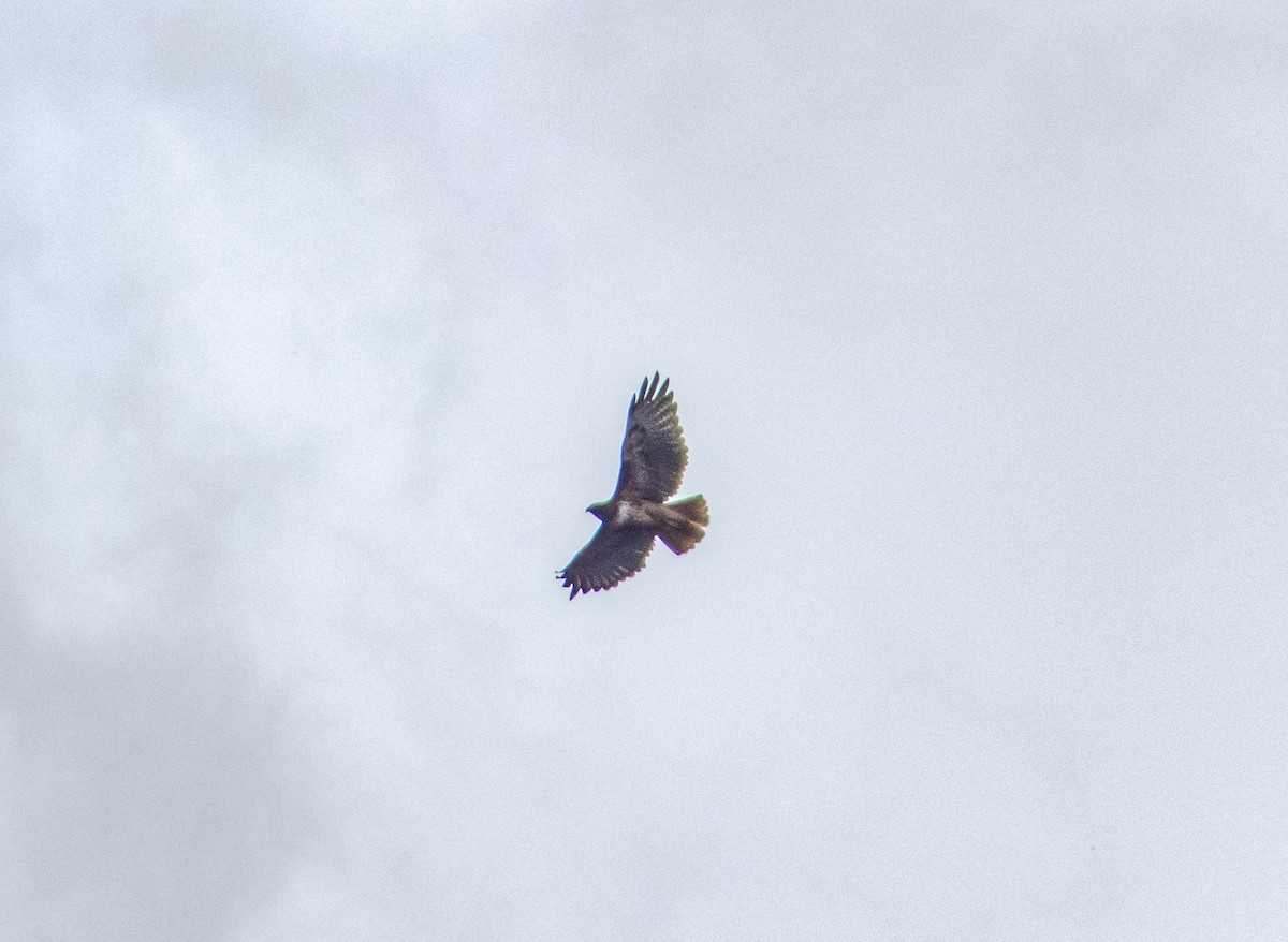 Red-tailed Hawk - ML635564067