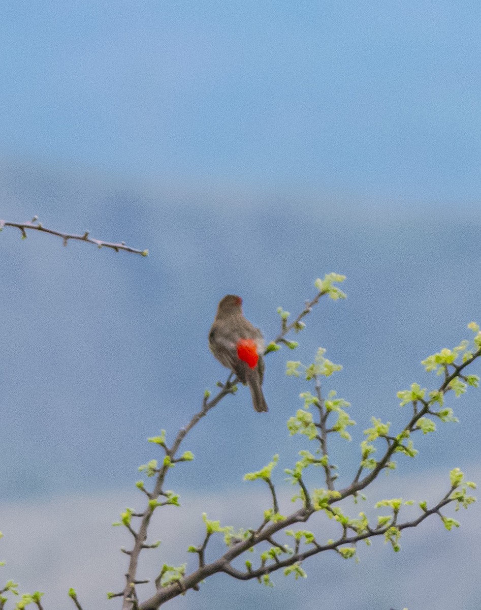 House Finch - ML635564101