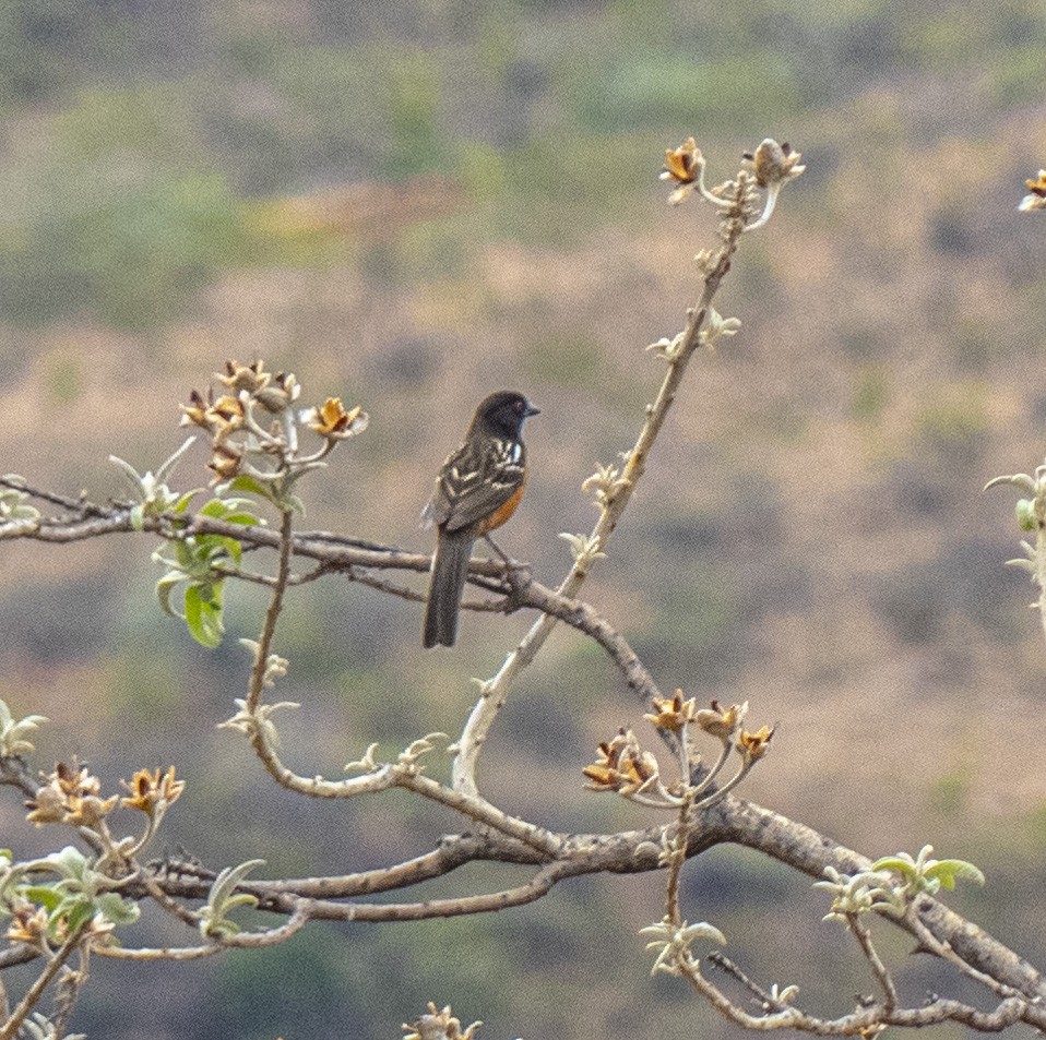 Spotted Towhee - ML635564119