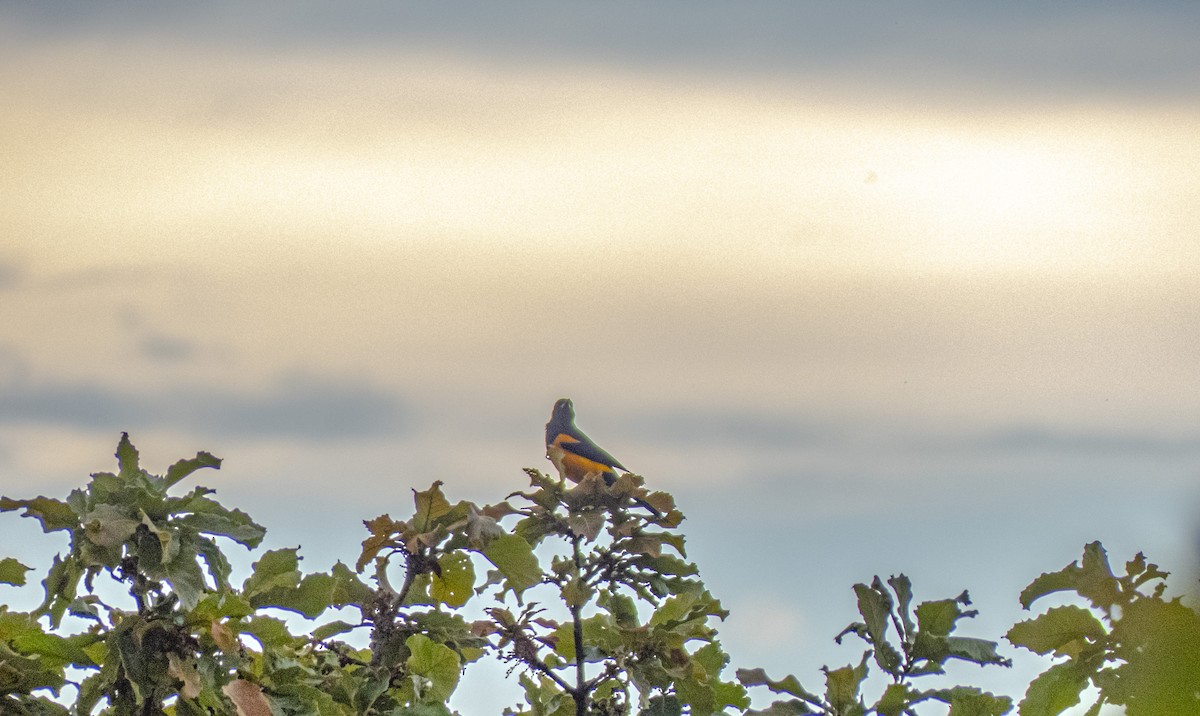 Black-vented Oriole - ML635564222