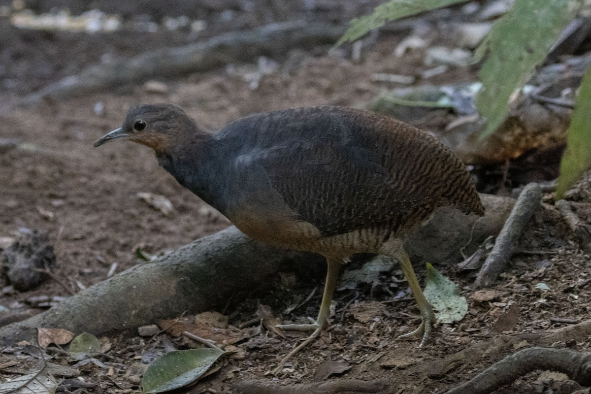 Yellow-legged Tinamou (noctivagus) - ML635564229
