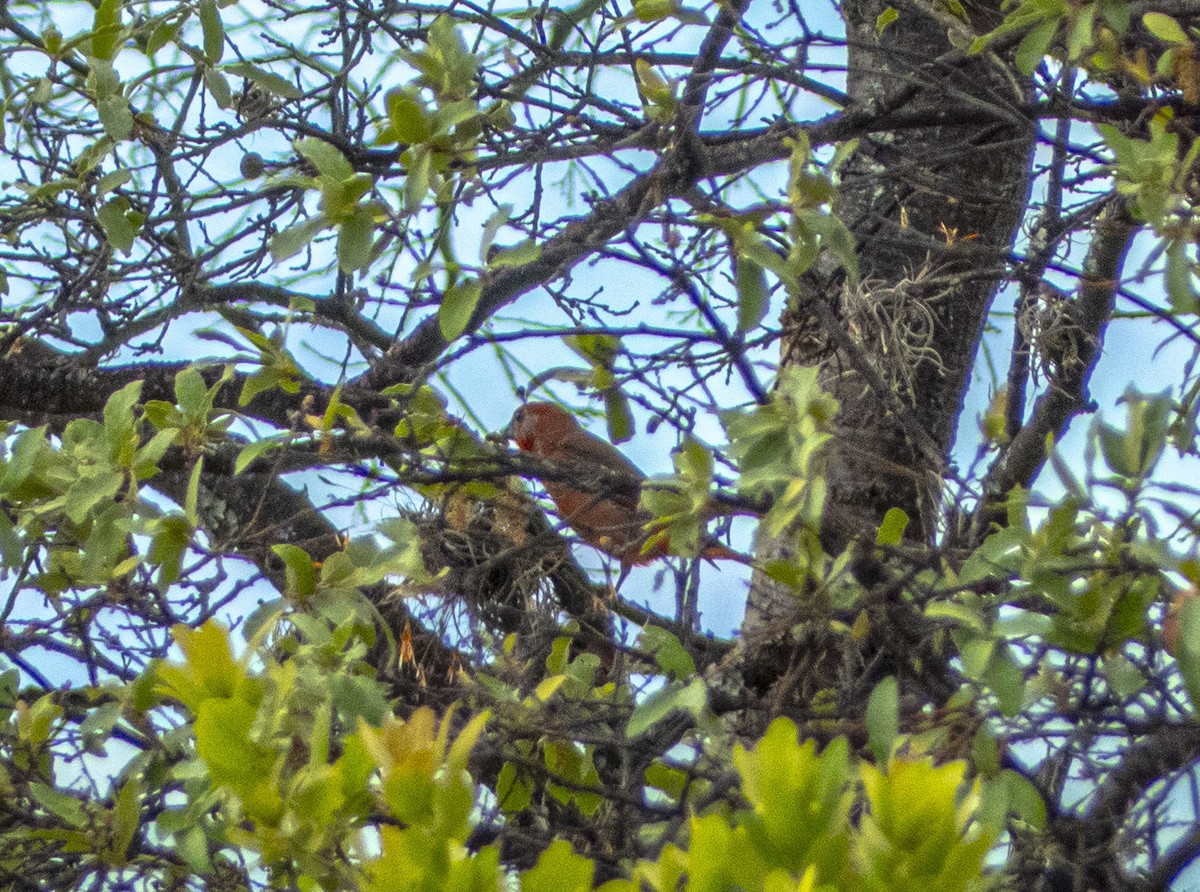 Hepatic Tanager - ML635564240