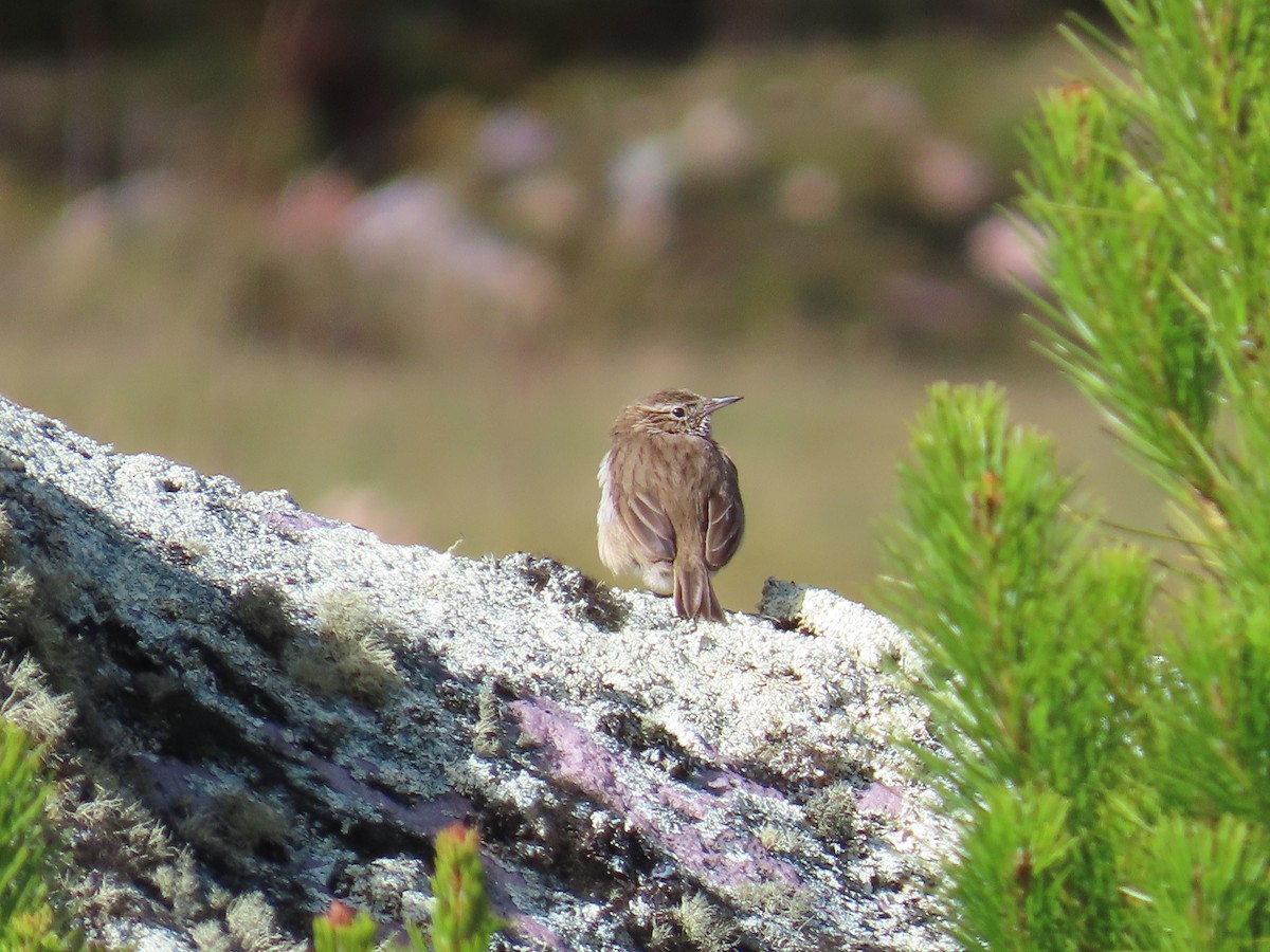 Streak-throated Canastero - ML635564369