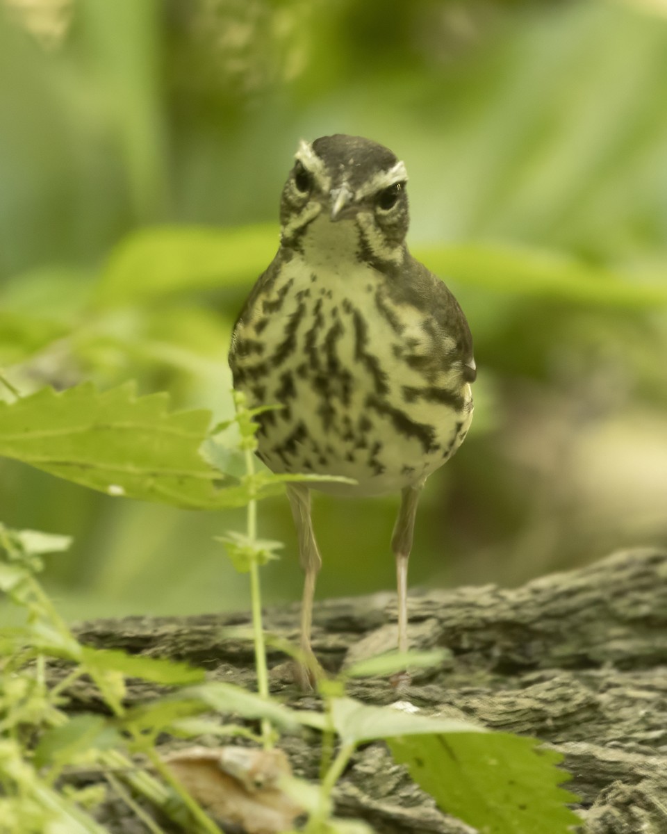 Louisiana Waterthrush - ML635564468