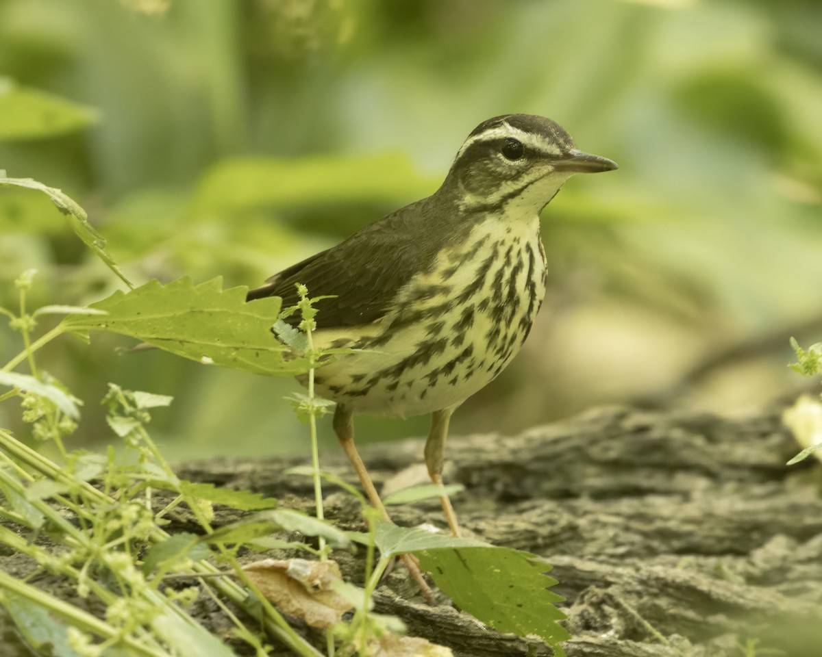 Louisiana Waterthrush - ML635564469