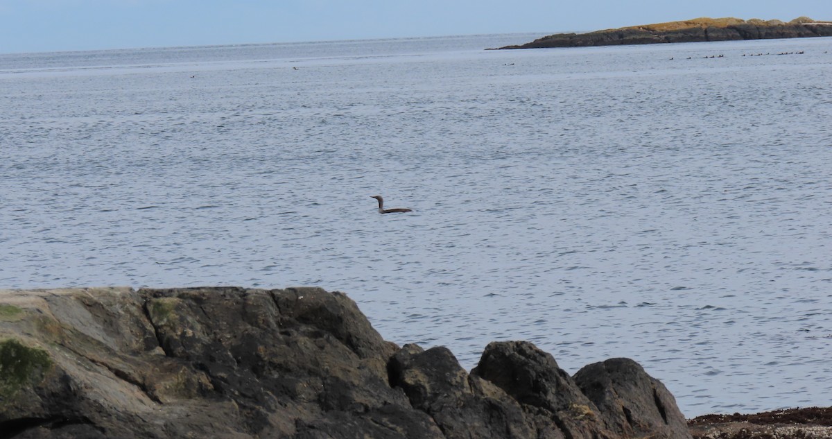 Red-throated Loon - ML635564476