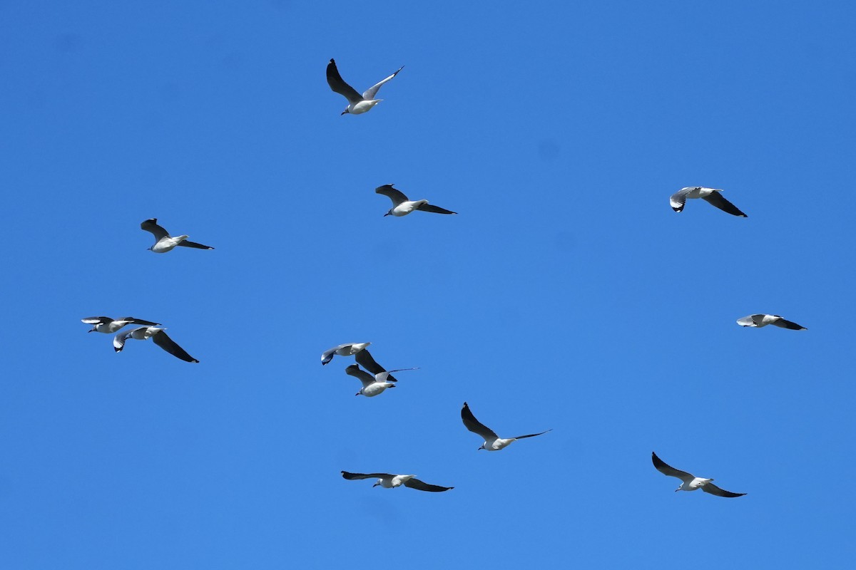 Gray-hooded Gull - ML635564478
