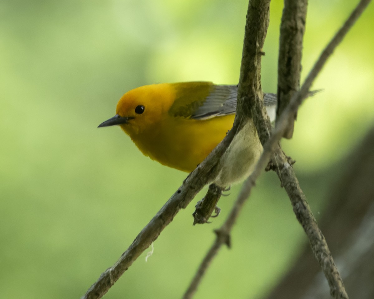 Prothonotary Warbler - ML635564526